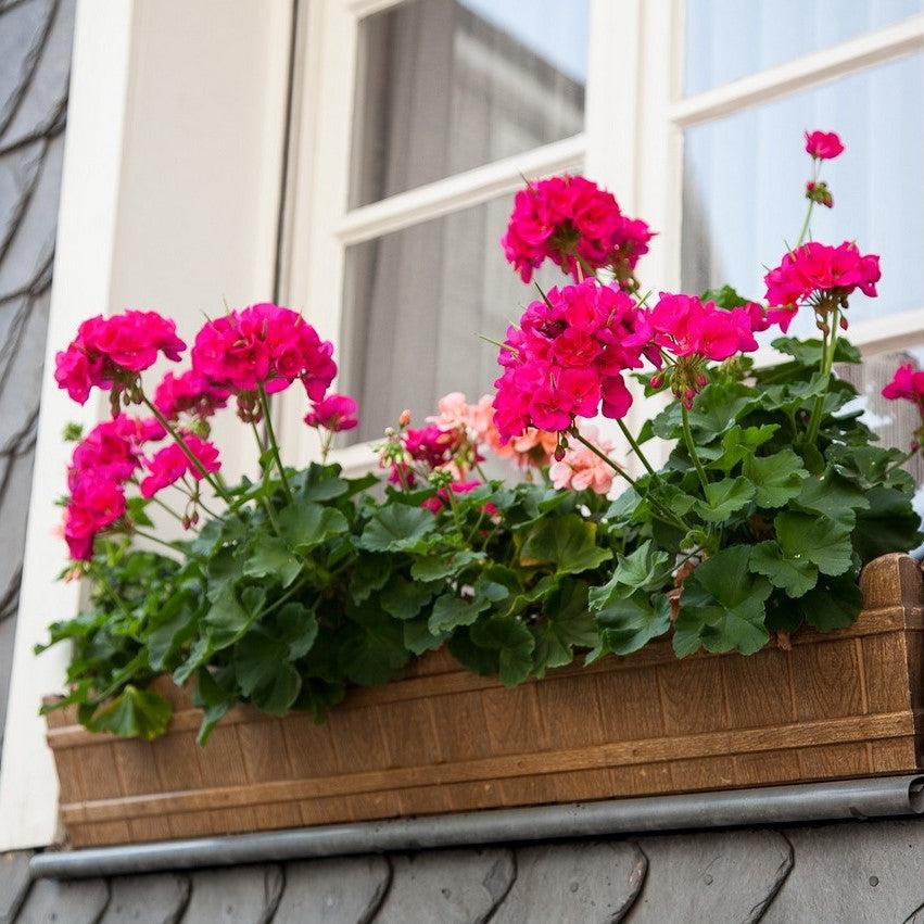 Pelargonium × hortorum 'Rocky Mountain Violet' ~ Rocky Mountain™ Violet Zonal Geranium-ServeScape