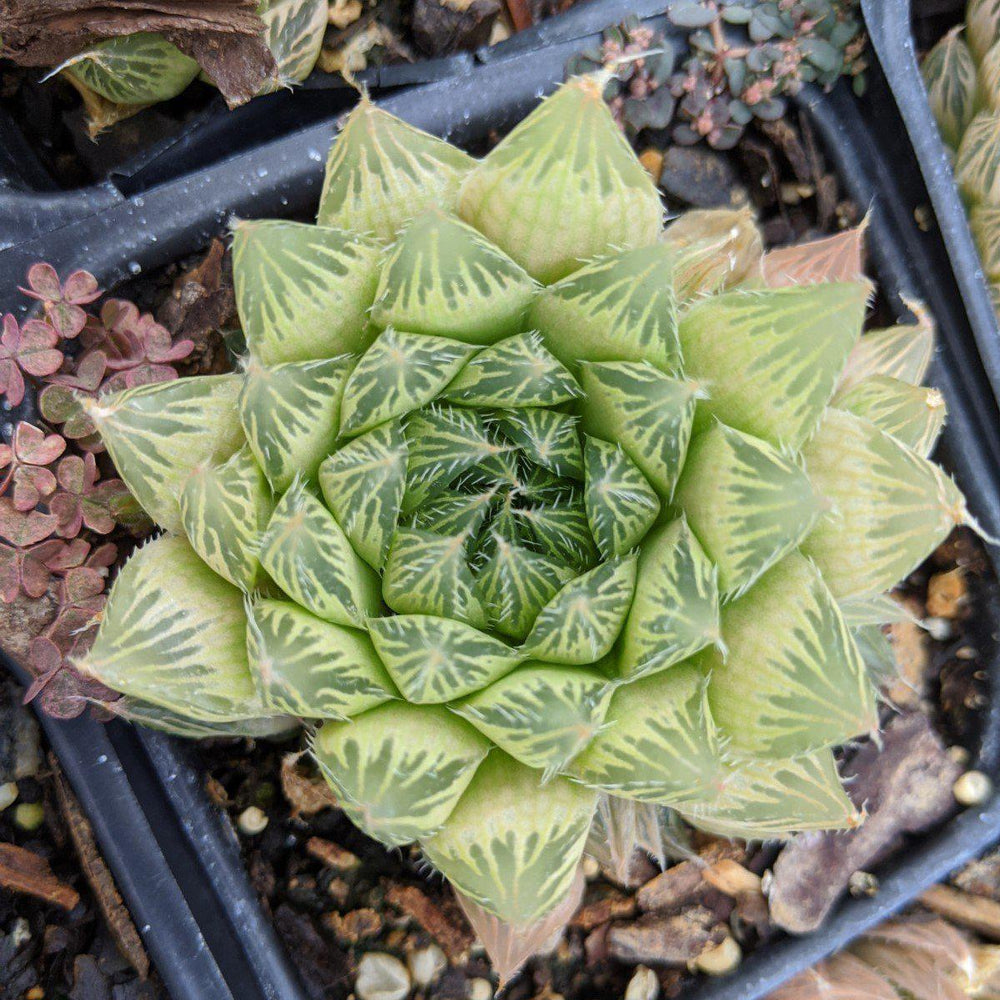 Haworthia Cooperi var. Cooperi ~ Cooper's Haworthia, Window Haworthia - Delivered By ServeScape