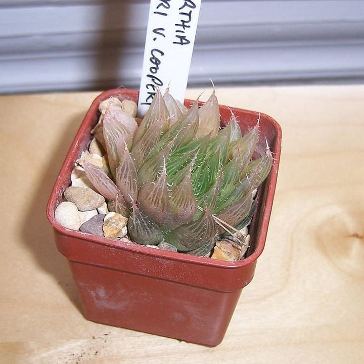 Haworthia Cooperi var. Cooperi ~ Cooper's Haworthia, Window Haworthia-ServeScape