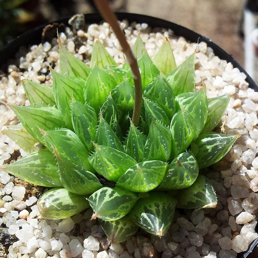 Haworthia Cooperi var. Cooperi ~ Cooper's Haworthia, Window Haworthia-ServeScape