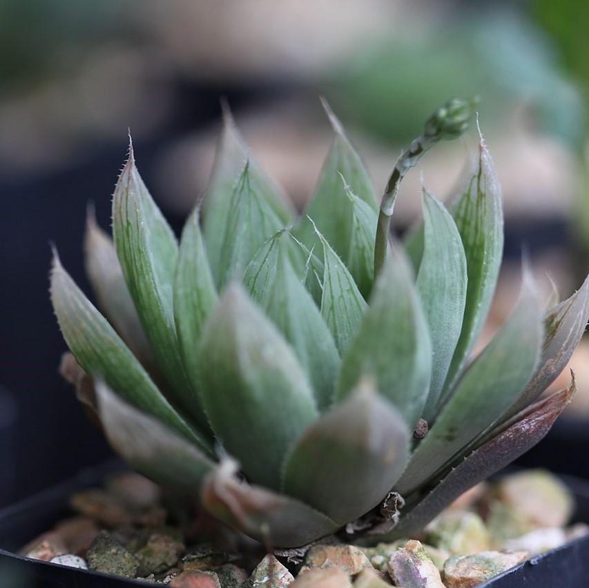 Haworthia Cooperi var. picturata ~ Picturata Haworthia-ServeScape