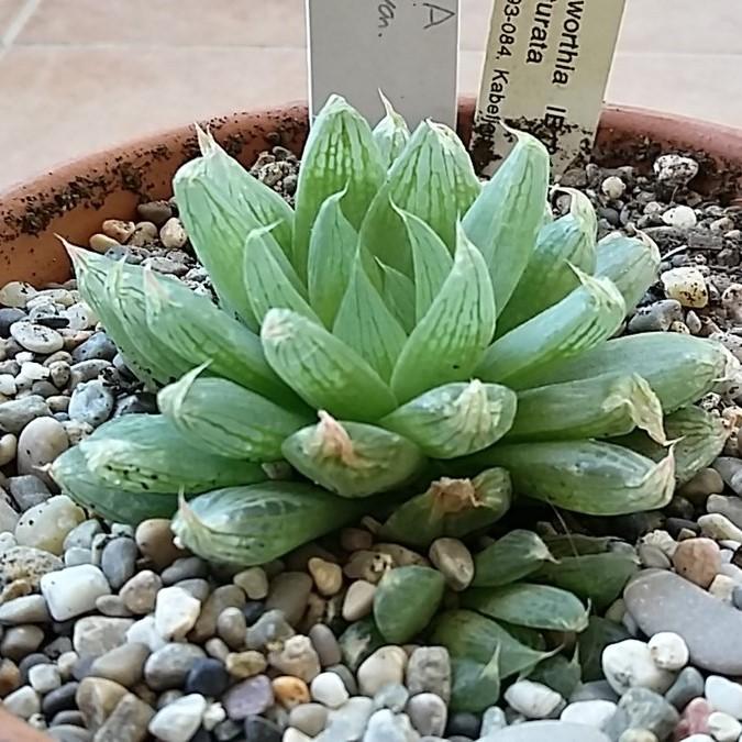 Haworthia Cooperi var. picturata ~ Picturata Haworthia-ServeScape