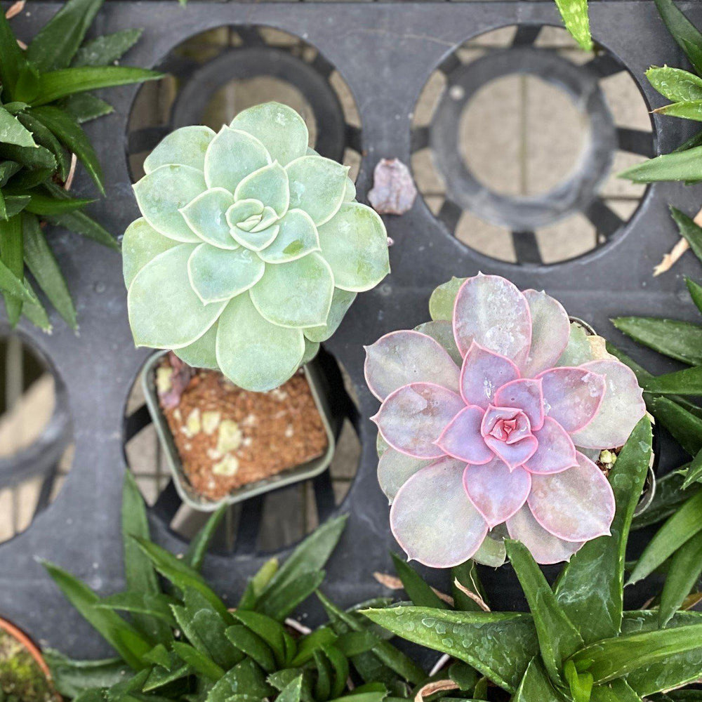 Haworthia ~ Haworthia (Assorted)-ServeScape