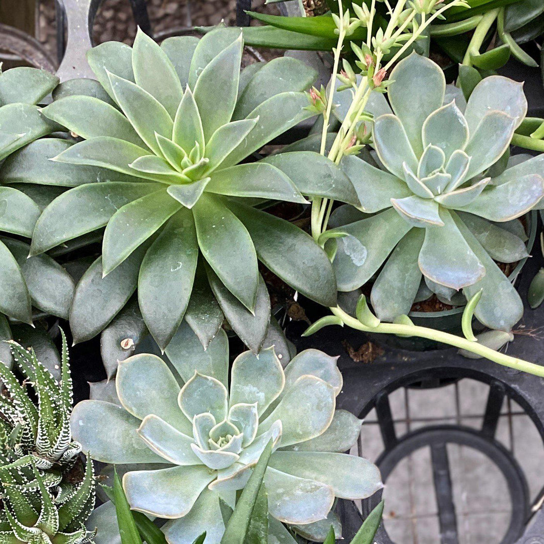 Haworthia ~ Haworthia (Assorted)-ServeScape