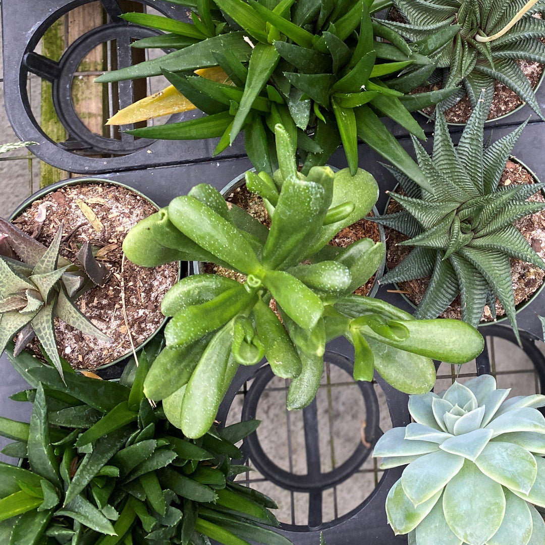 Haworthia ~ Haworthia (Assorted)-ServeScape