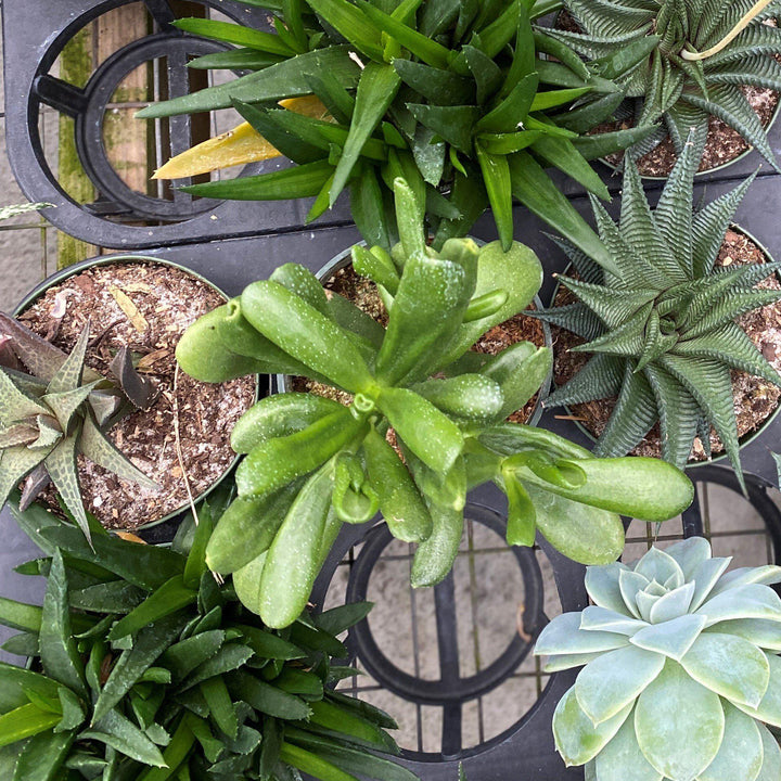 Haworthia ~ Haworthia (Assorted)-ServeScape