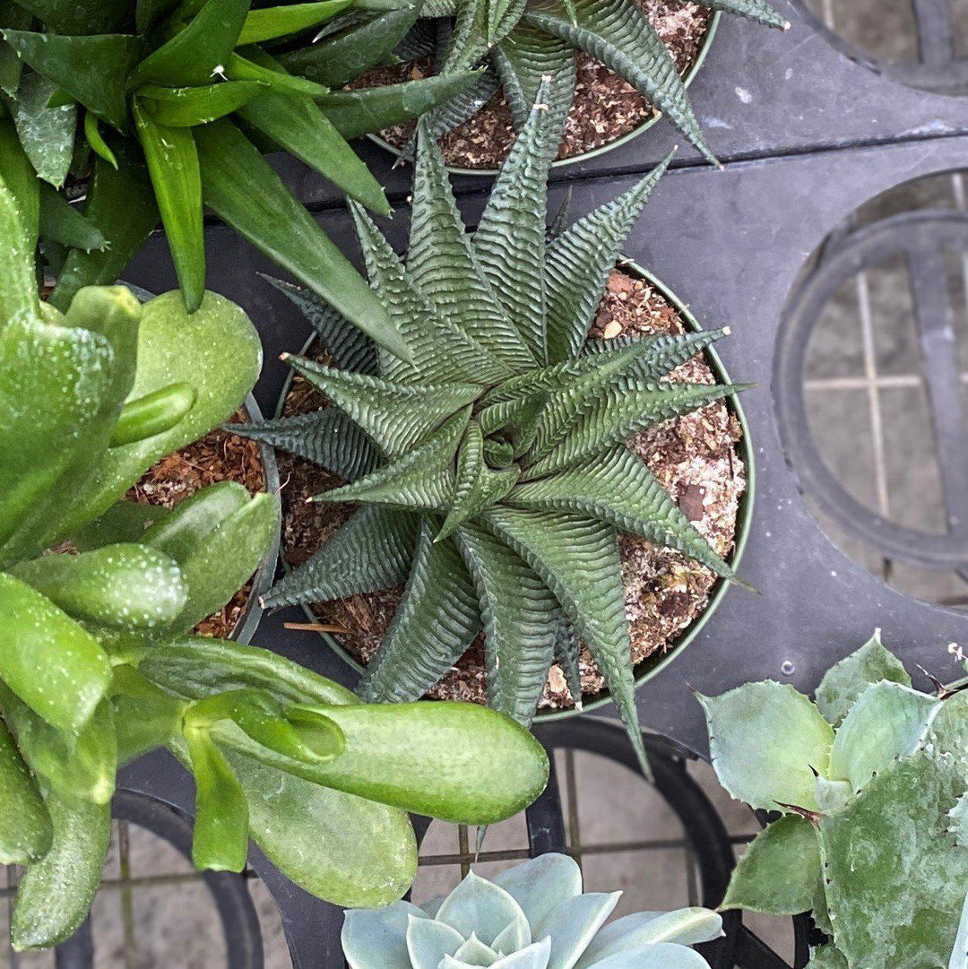 Haworthia ~ Haworthia (Assorted)-ServeScape