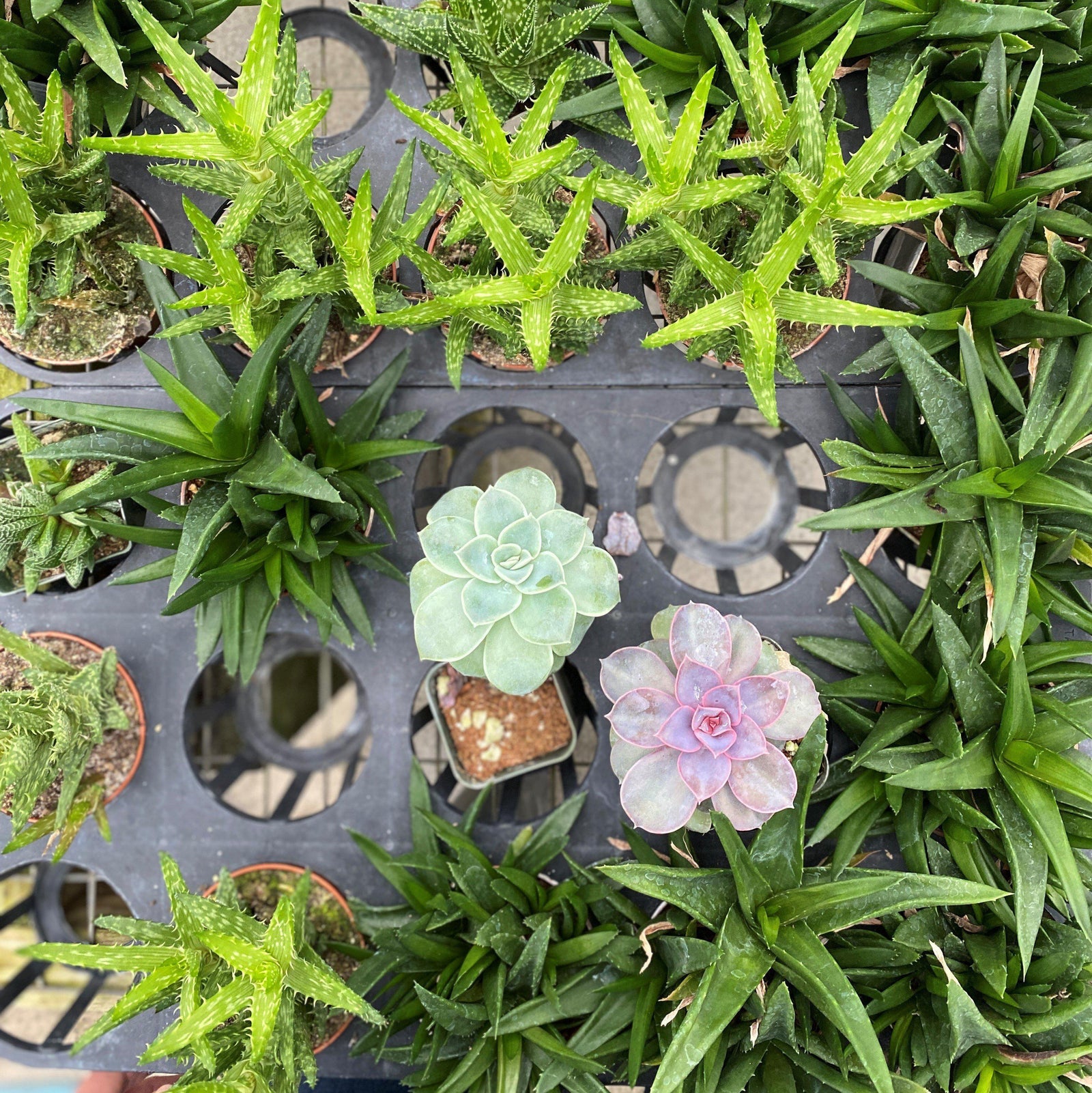 Haworthia ~ Haworthia (Assorted)-ServeScape