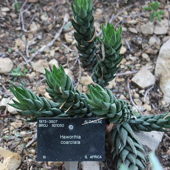 Haworthia coarctata ~ Zebra Cactus-ServeScape
