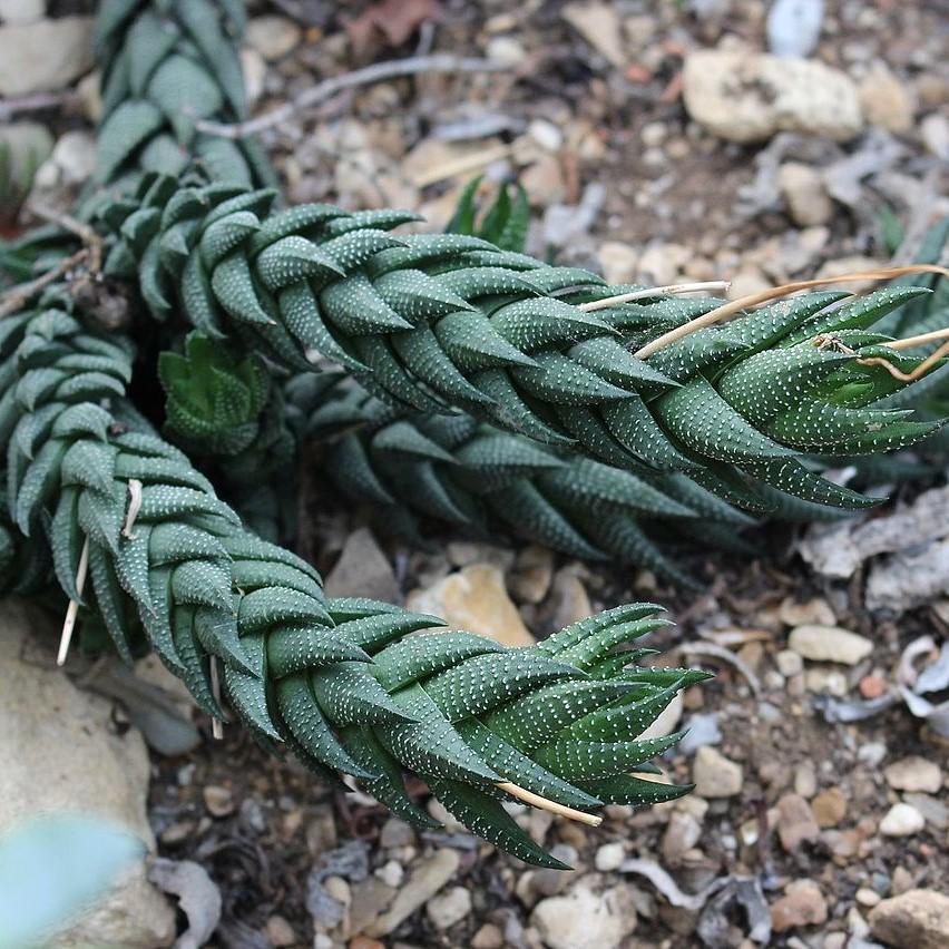 Haworthia coarctata  ~ Zebra Cactus - Delivered By ServeScape