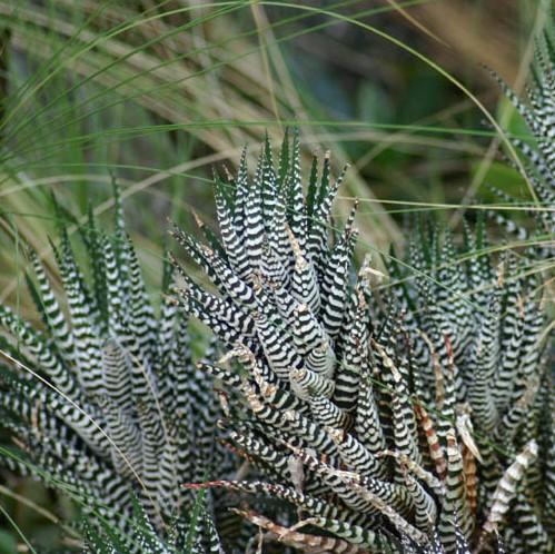 Haworthia fasciata 'Super White' ~ Super White Zebra Plant-ServeScape