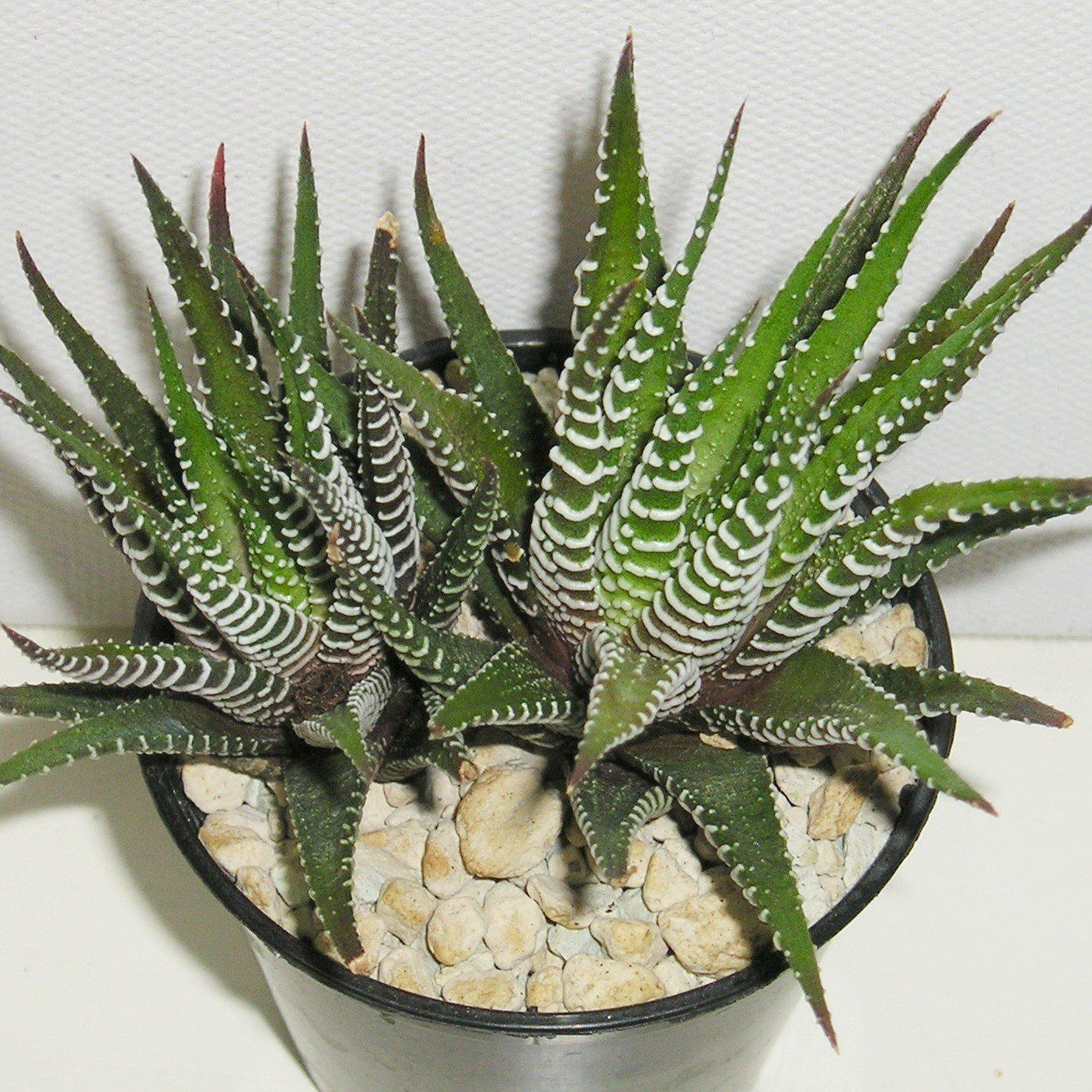 Haworthia fasciata 'Super White' ~ Super White Zebra Plant - Delivered By ServeScape