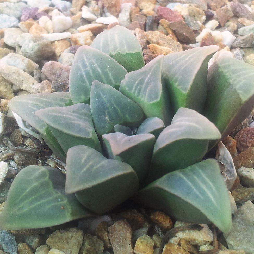 Haworthia mutica ~ Haworth-ServeScape