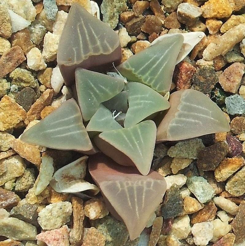 Haworthia mutica ~ Haworth-ServeScape