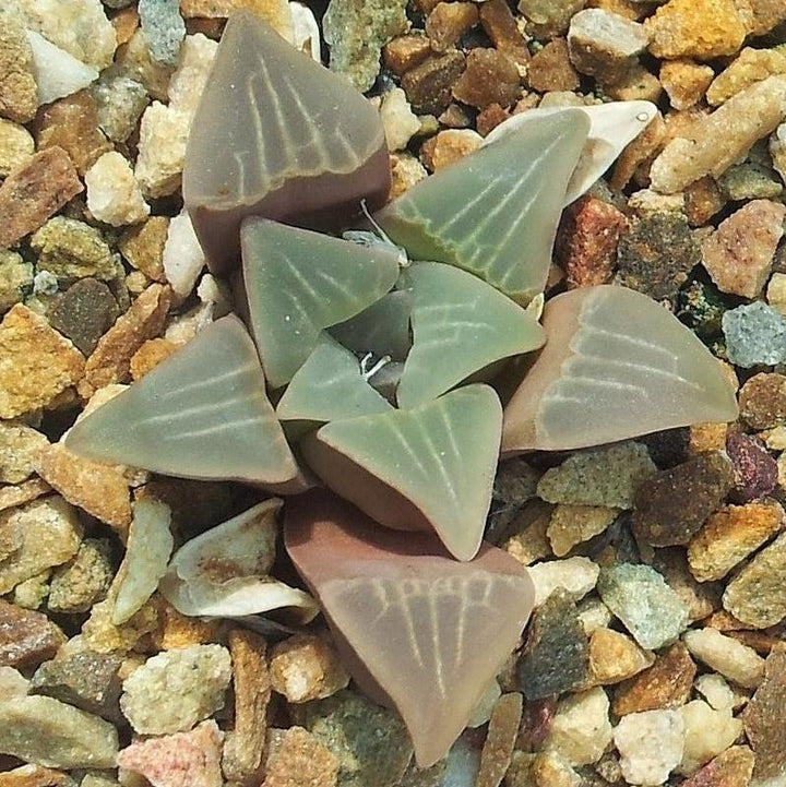 Haworthia mutica ~ Haworth-ServeScape