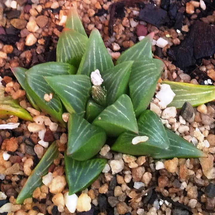 Haworthia mutica ~ Haworth-ServeScape