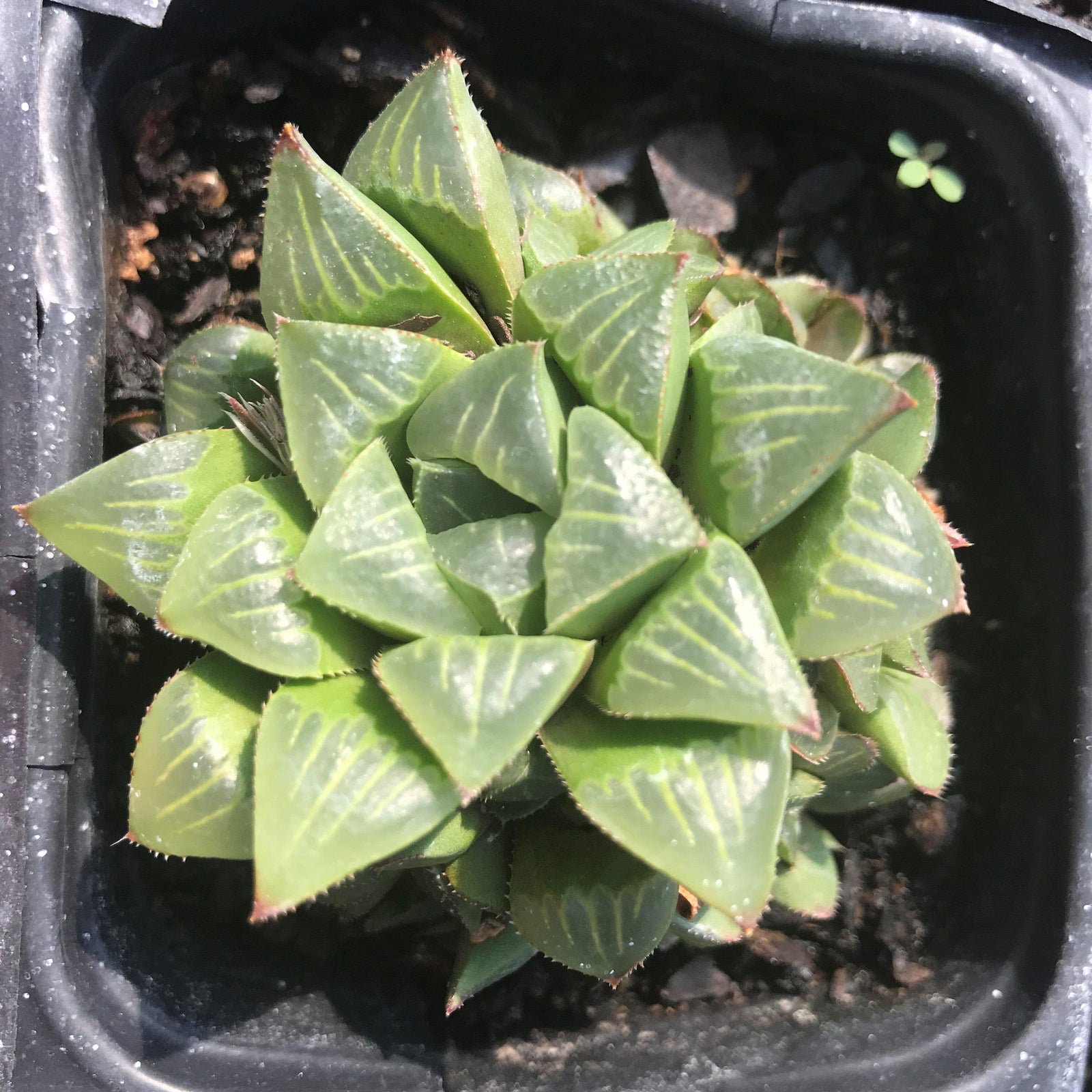 Haworthia mutica ~ Haworth - Delivered By ServeScape