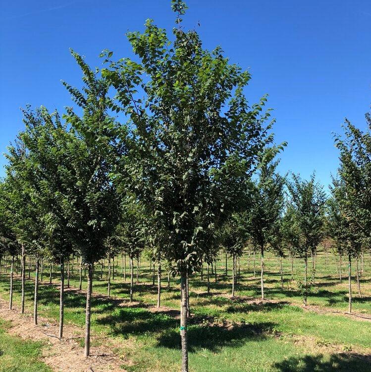 Zelkova serrata 'ZSMTF' ~ Hayven® Zelkova-ServeScape