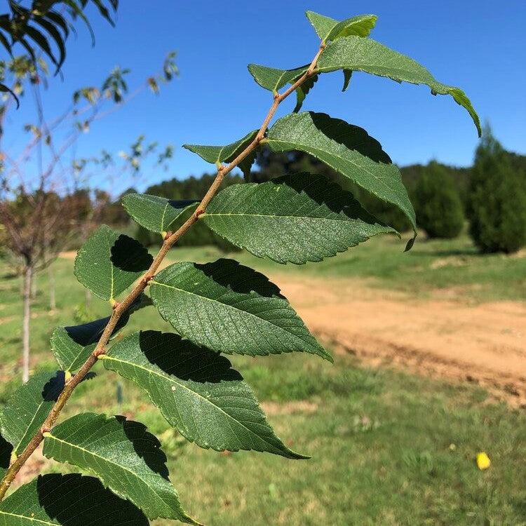 Zelkova serrata 'ZSMTF' ~ Hayven® Zelkova-ServeScape