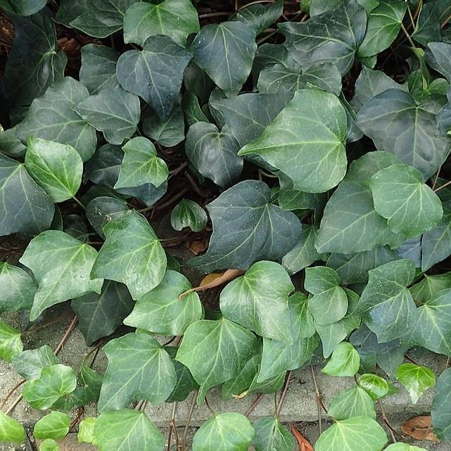 Hedera algeriensis ~ Algerian Ivy-ServeScape