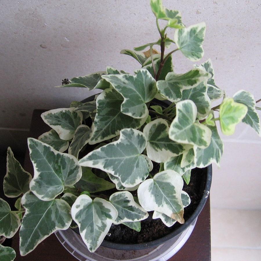 Hedera algeriensis 'Gloire de Marengo' ~ Gloire de Marengo Algerian Ivy-ServeScape