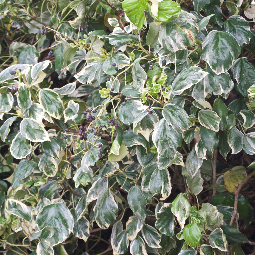 Hedera algeriensis 'Gloire de Marengo' ~ Gloire de Marengo Algerian Ivy-ServeScape