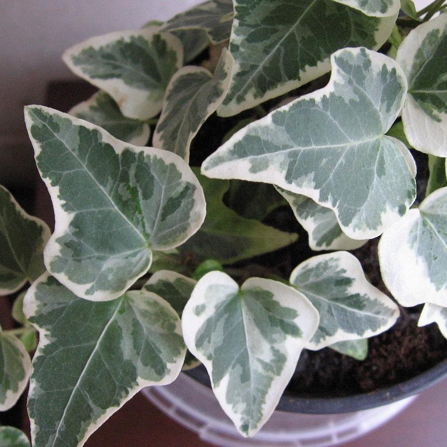 Hedera algeriensis 'Gloire de Marengo' ~ Gloire de Marengo Algerian Ivy-ServeScape