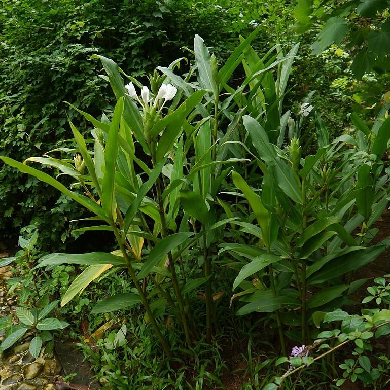 Hedychium coronarium ~ Ginger Lily, Garland Lily