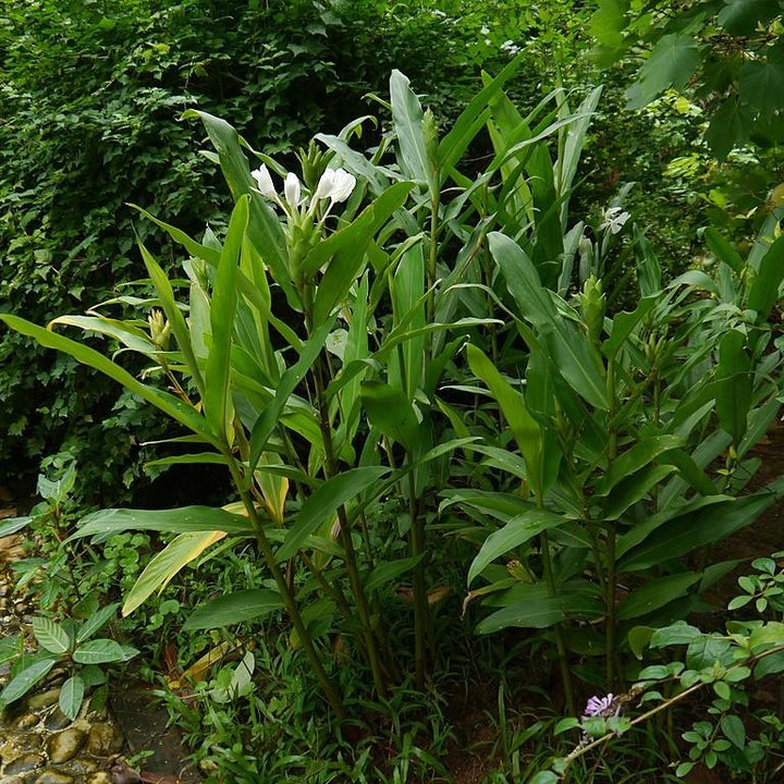 Hedychium coronarium ~ Ginger Lily, Garland Lily