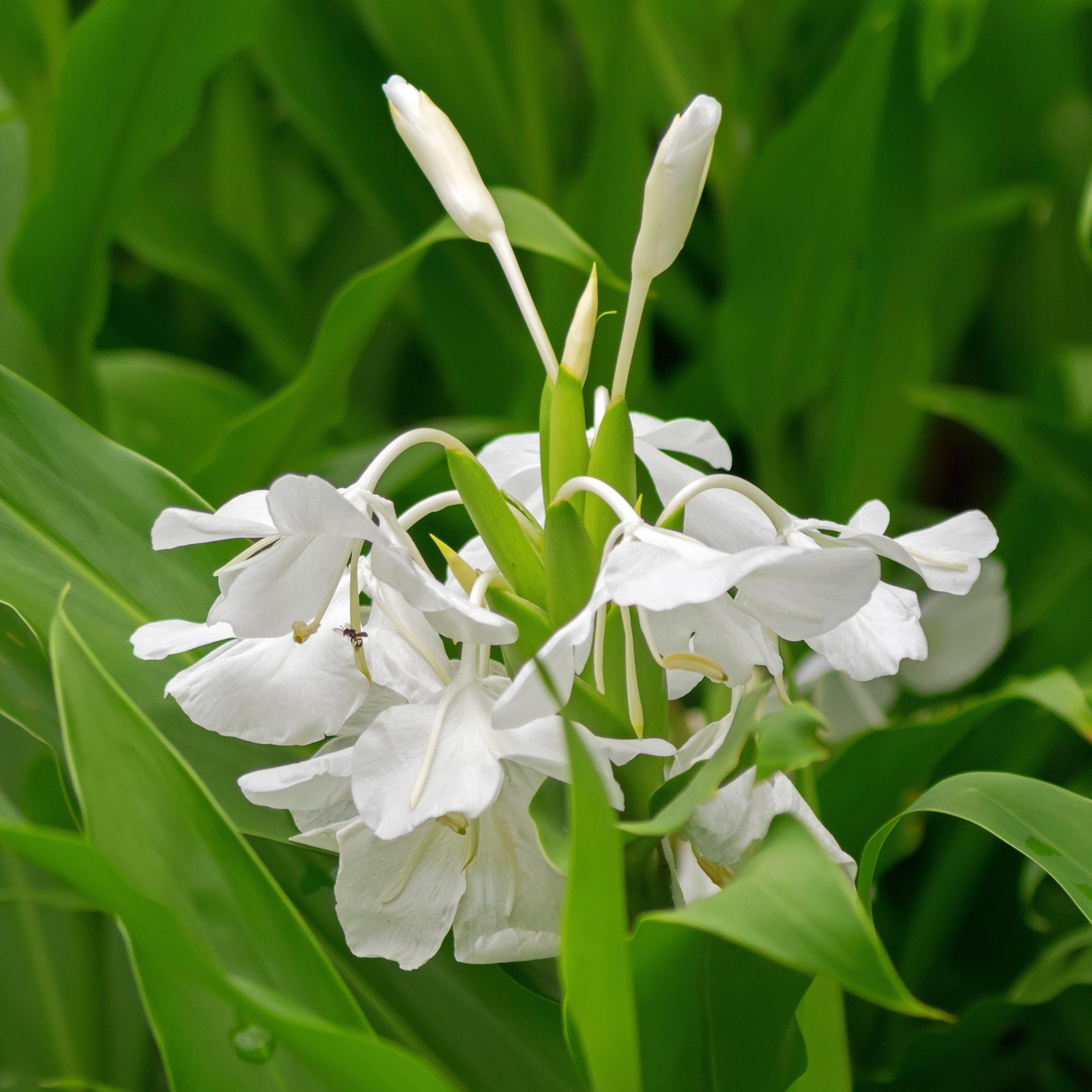 Hedychium coronarium ~ Ginger Lily, Garland Lily