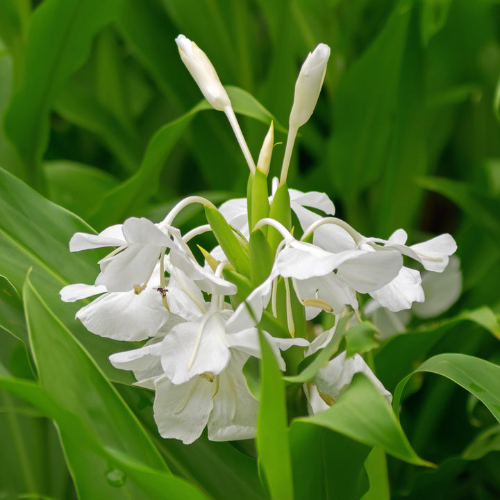 Hedychium coronarium ~ Ginger Lily, Garland Lily