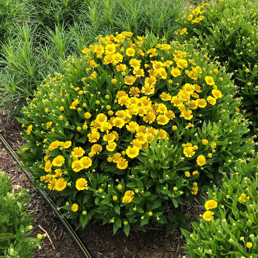 Helenium 'Sombrero' ~ Mariachi™ Sombrero Sneezeweed-ServeScape