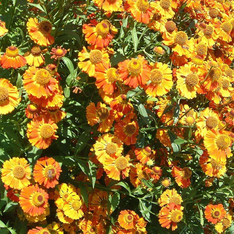 Helenium autumnale 'Mariachi 'Fuego' ~ Mariachi™ Fuego Sneezeweed-ServeScape