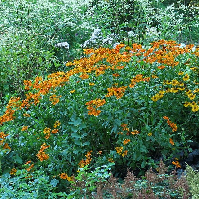 Helenium autumnale 'Mariachi 'Fuego' ~ Mariachi™ Fuego Sneezeweed-ServeScape