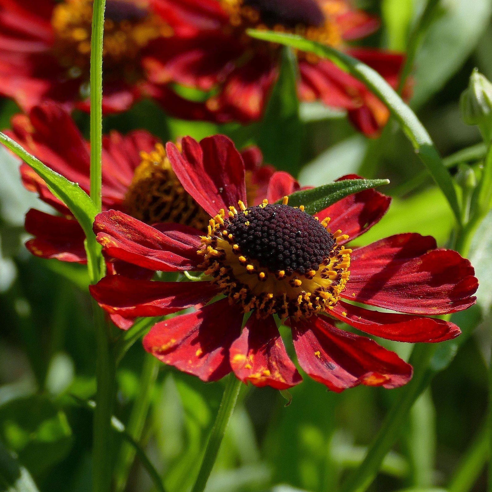 Helenium autumnale 'Salsa' ~ Mariachi™ Salsa Sneezeweed - Delivered By ServeScape