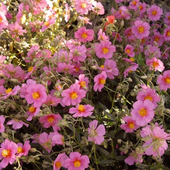 Helianthemum Nummularium 'Ben Ledi' ~ Ben Ledi Rock Rose - Delivered By ServeScape