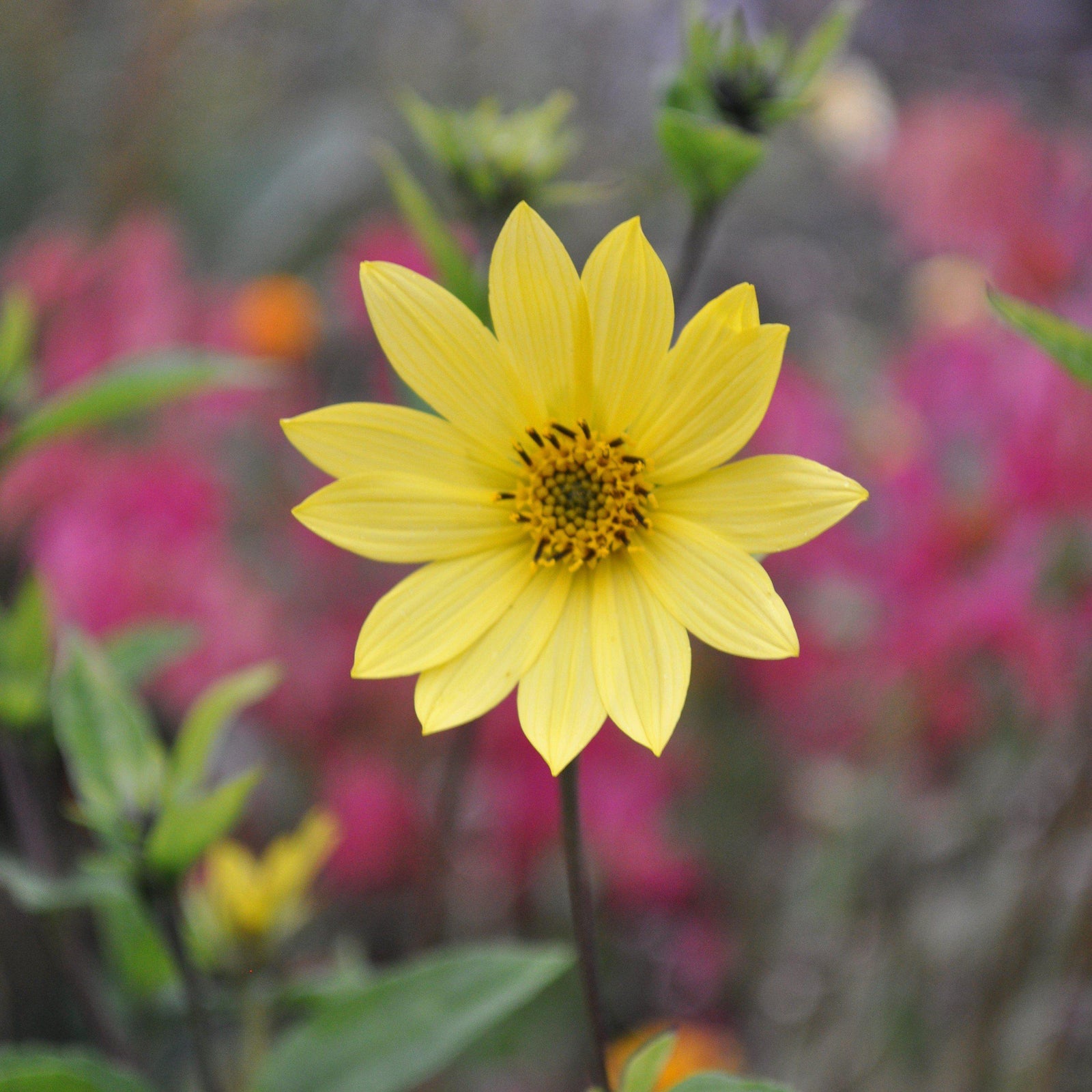 Helianthus 'Lemon Queen' ~ Lemon Queen Sunflower - Delivered By ServeScape