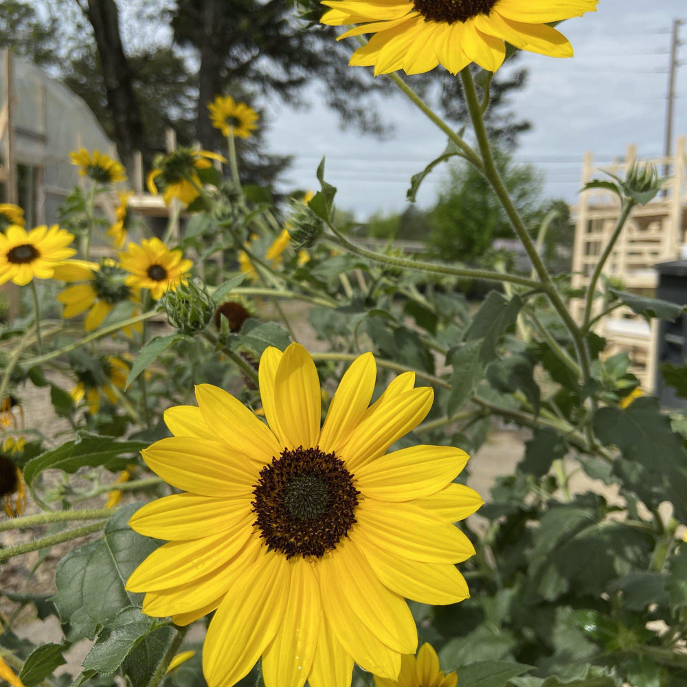 Helianthus hybrid ‘suncredible yellow’ ~ Sunflower - Delivered By ServeScape