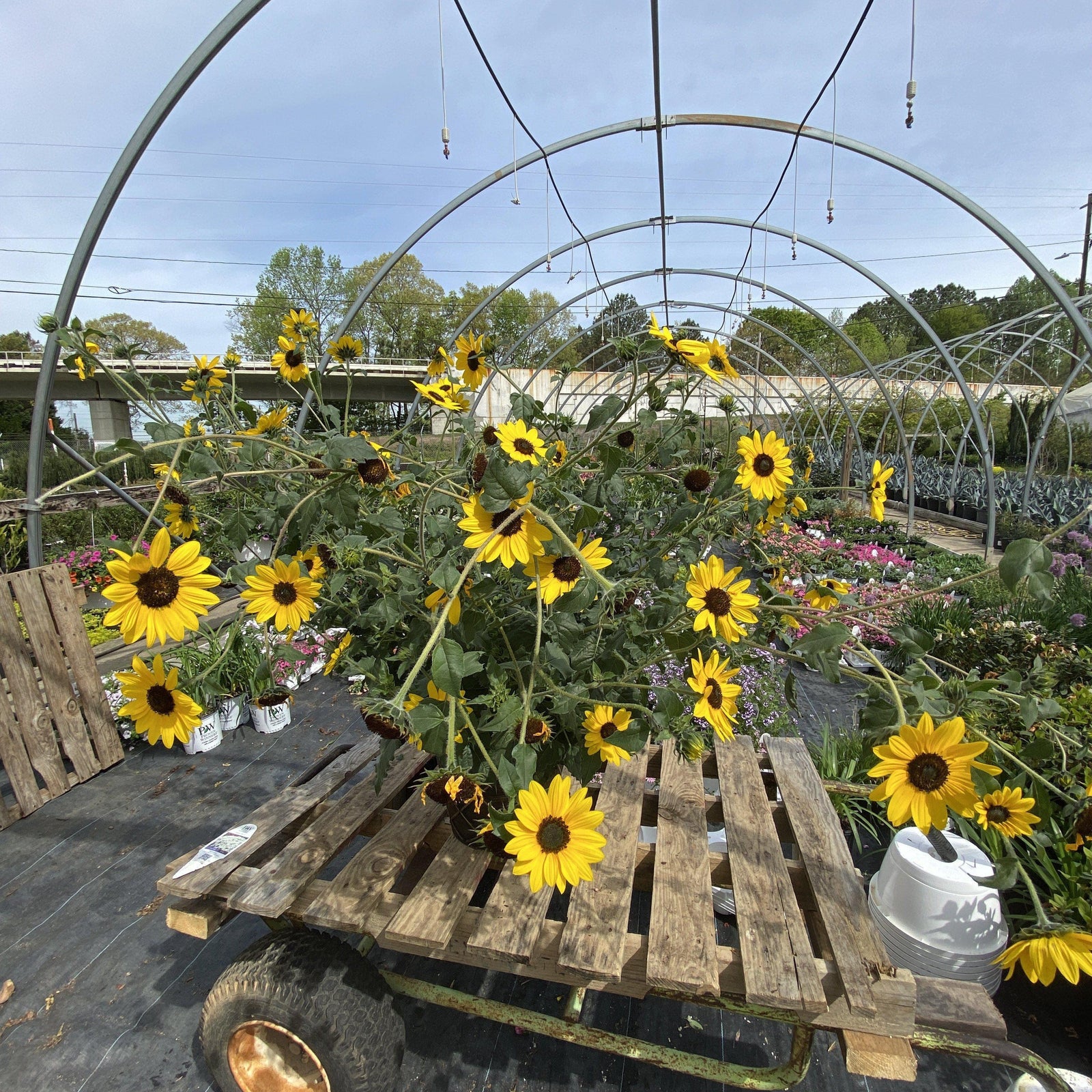 Helianthus hybrid ‘suncredible yellow’ ~ Sunflower - Delivered By ServeScape