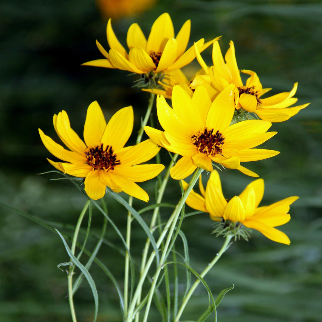 Helianthus Salicifolius 'Autumn Gold' ~ Autumn Gold Willow-Leaved Sunflower - Delivered By ServeScape