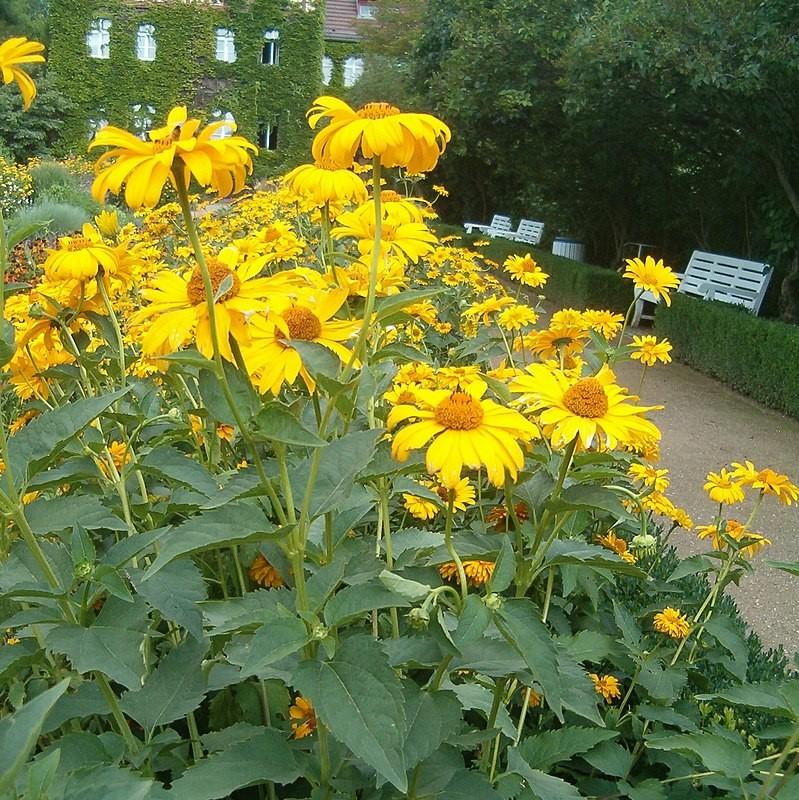 Heliopsis helianthoides var. scabra 'Sommersonne' ~ Summer Sun False Sunflower-ServeScape
