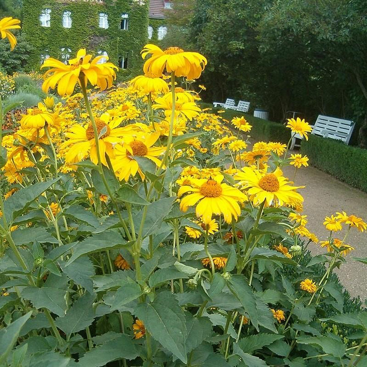 Heliopsis helianthoides var. scabra 'Sommersonne' ~ Summer Sun False Sunflower-ServeScape