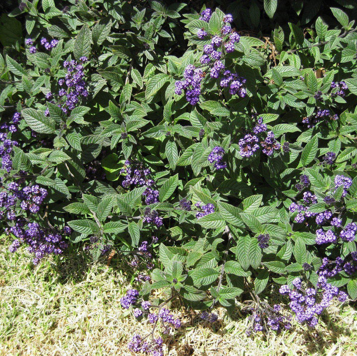 Heliotropium arborescens ~ Heliotrope-ServeScape