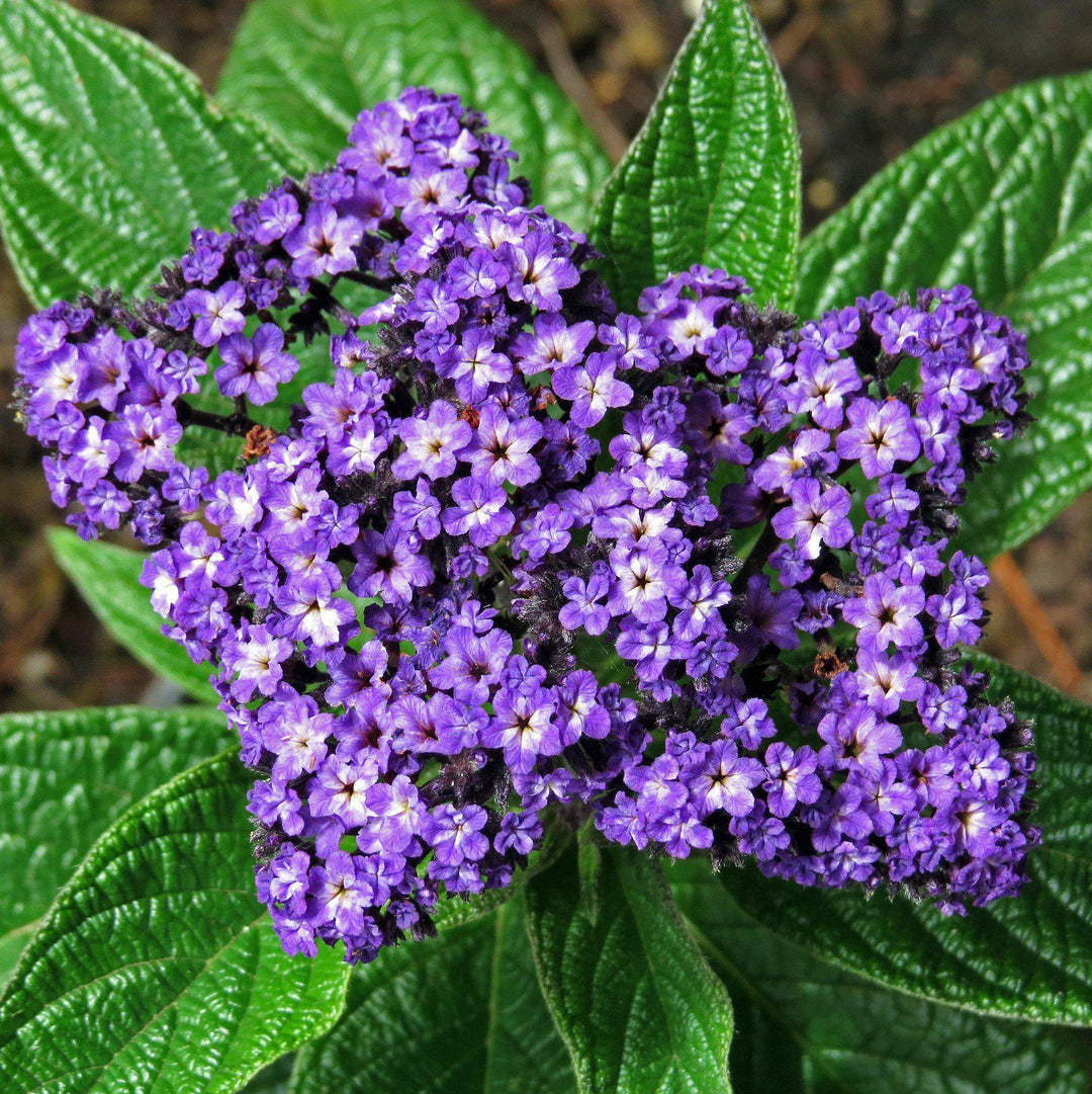 Heliotropium arborescens ~ Heliotrope-ServeScape