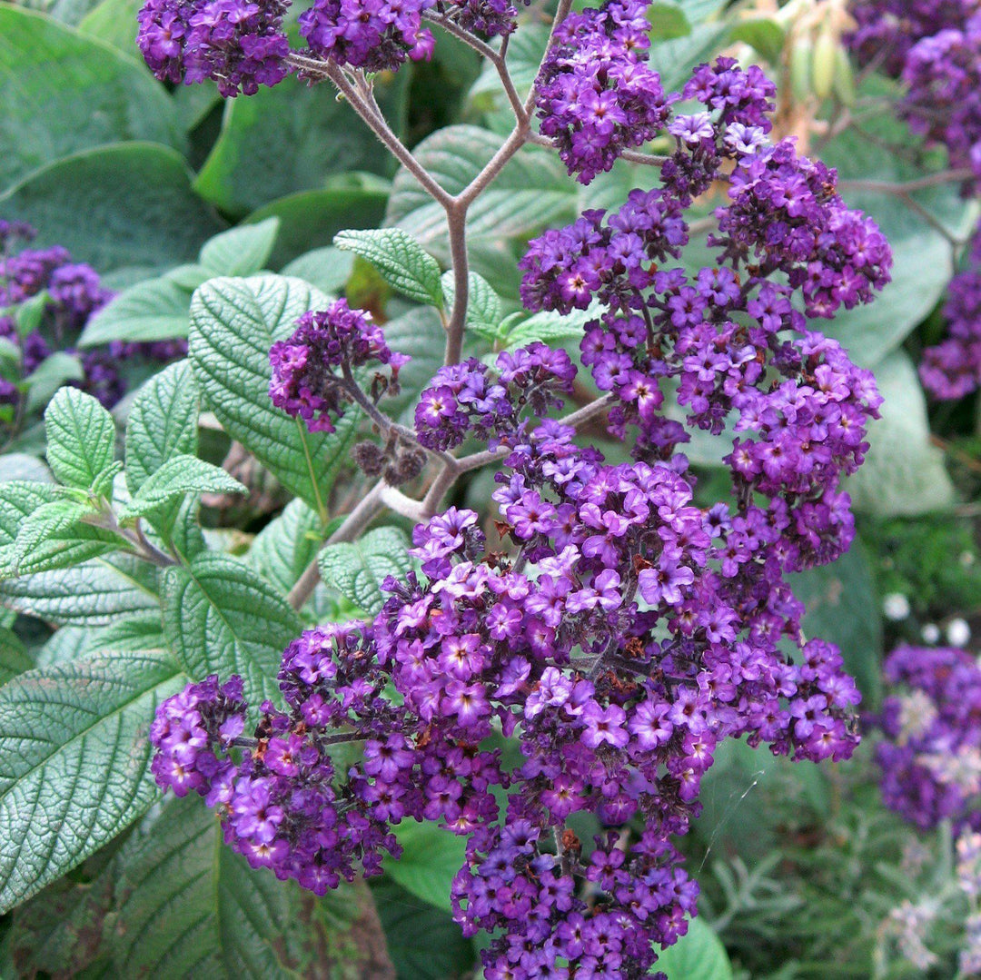 Heliotropium arborescens ~ Heliotrope-ServeScape