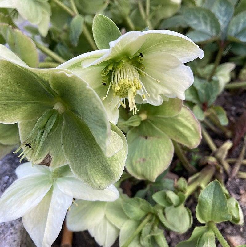 Helleborus × ballardiae 'COSEH 720' ~ HGC® Spring Party Lenten Rose-ServeScape