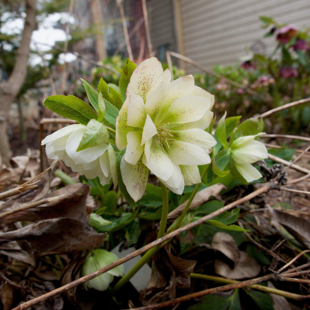 Helleborus 'Cotton Candy' ~ Winter Jewels® Cotton Candy Lenten Rose-ServeScape