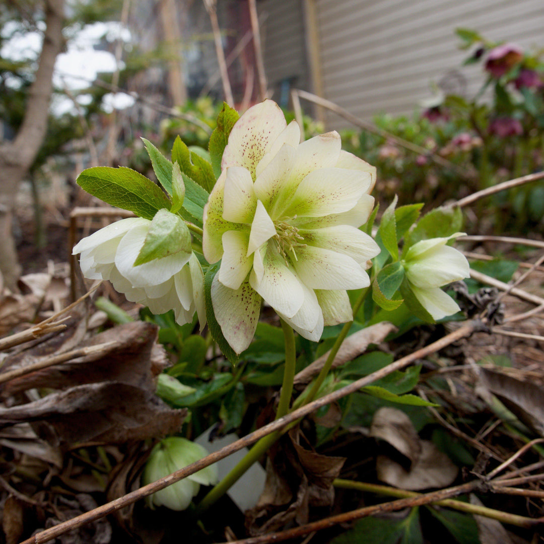 Helleborus 'Cotton Candy' ~ Winter Jewels® Cotton Candy Lenten Rose-ServeScape