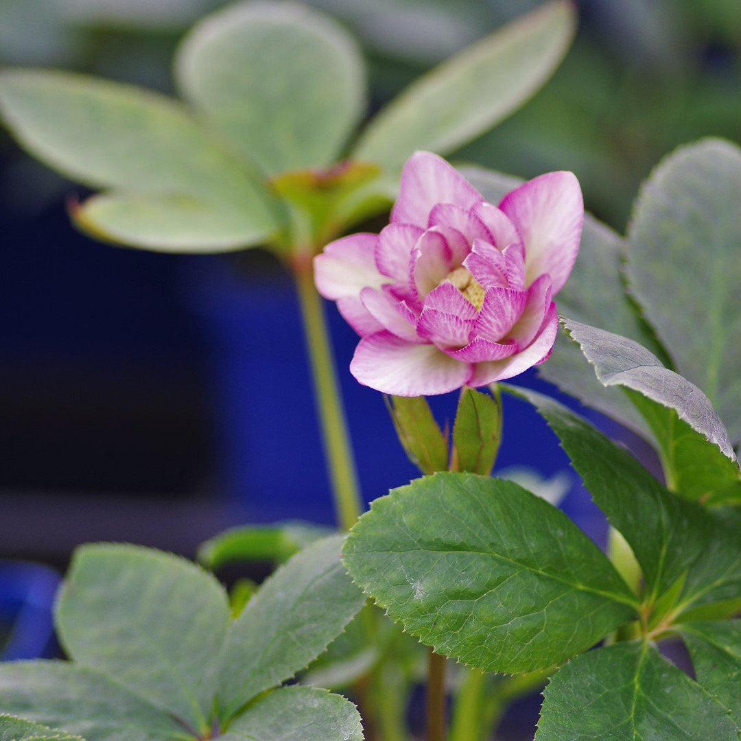 Helleborus 'Cotton Candy' ~ Winter Jewels® Cotton Candy Lenten Rose-ServeScape