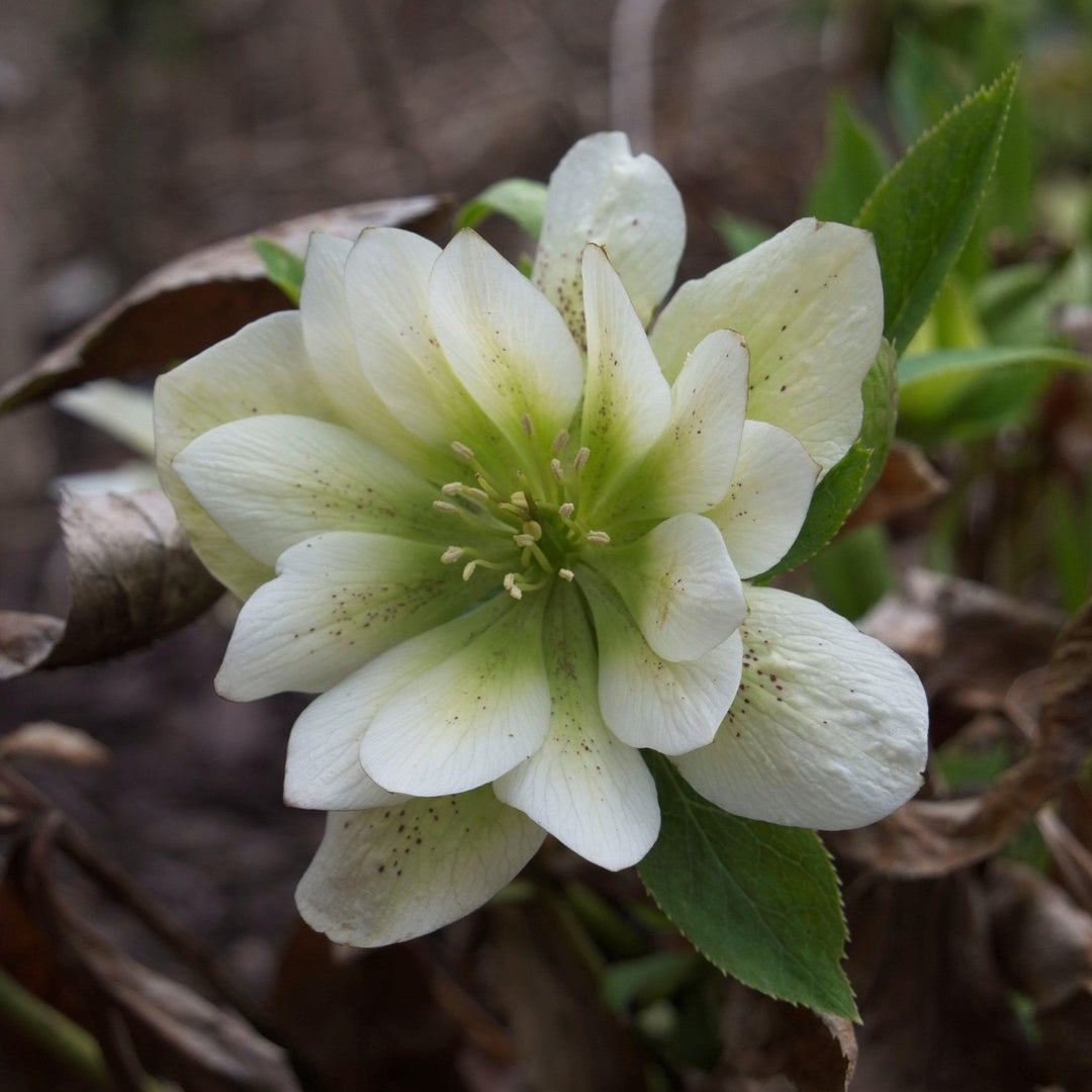 Helleborus 'Cotton Candy' ~  Winter Jewels®  Cotton Candy Lenten Rose - Delivered By ServeScape